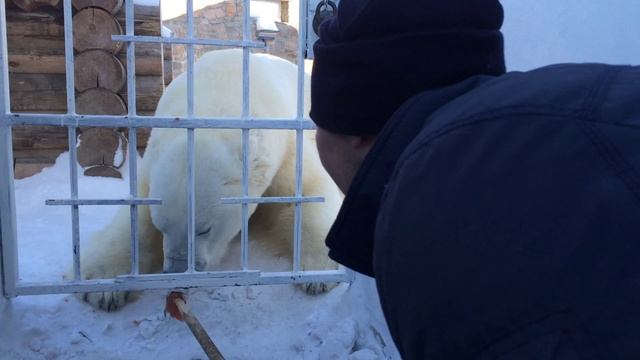 Кормим белого медведя смотреть онлайн