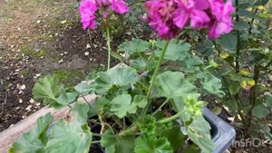 Подготовка пеларгоний к зимовке