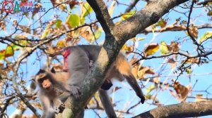 Story Sad,Mix Clip Video Poor Life Of Newborn After Gave Birth Till Death By Bad Mom Drop From Tree