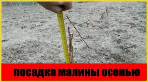 посадка малины осенью как и когда посадить малину правильно Секреты саженцев малины