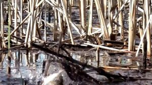 Ловля крупного карася | Эти монстры просто рвут снасть!!!