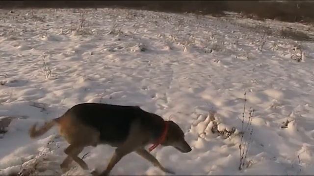 Выезд на охоту смотреть онлайн