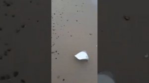 рыбалка в Калининграде на камболу