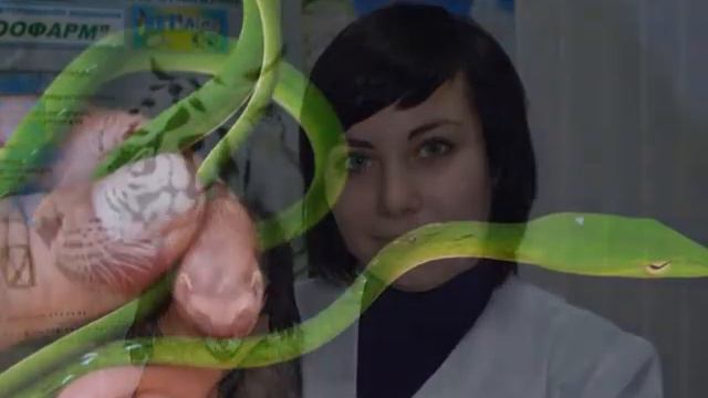 С Новым Годом! Ветцентр "Ветус".wmv смотреть онлайн