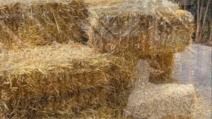 Выращивание и продажа сена как бизнес идея