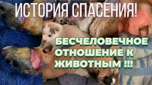 История спасения собак из Якутии. Добрые поступки! Спасение животных