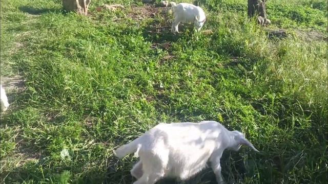 Видео про Барашек! бараны овцы ягнята козлята все вместе! quzu, qoyun keçilər, İslamın qidası смотреть онлайн