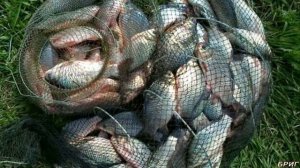 Какой садок выбрать для рыбалки? Виды садков.