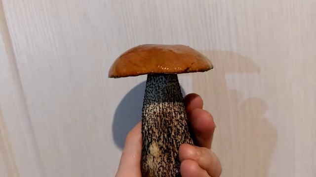 ГРИБОЧЕК