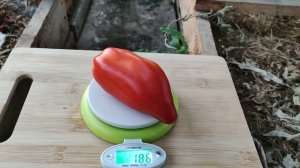 Сорт томата-Паста Нэллы