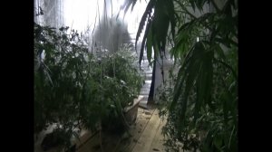 Житель Подмосковья вырастил в своём доме 28 кустов конопли