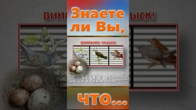 Знаете ли Вы, Что? Кукушка