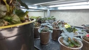 Бегония из семян. Как правильно сделать перевалку и поливать бегонии. Прищипка бегонии. Лучший грун