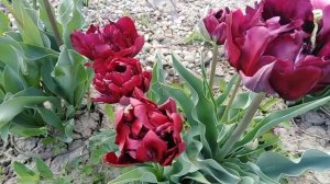 Тюльпан Антрацит.