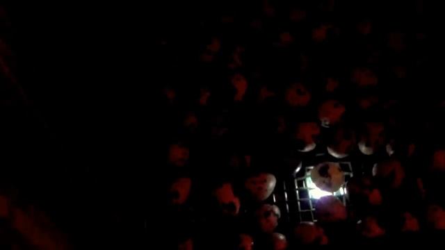 Неоплод ПЕРЕПЕЛИНЫХ яиц / как проверить яйцо /овоскопирование яиц