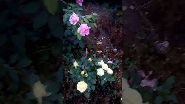 Цветущие розы смотреть онлайн