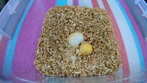 Купил опарышей для рыбалки и кинул им вареное яйцо