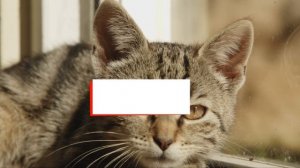 Топ 50 Интересных Фактов О Котах | Удивительные Факты