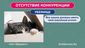 Как подружить кошек – советы владельцам