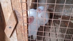 каких кроликов лучше держать!!! мое мнение...