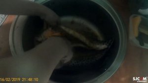 Копчение щуки