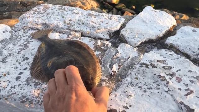 Балтийск Рыбалка на камбалу