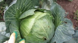 Как растет капуста Слава в сентябре без обработки химическими препаратами