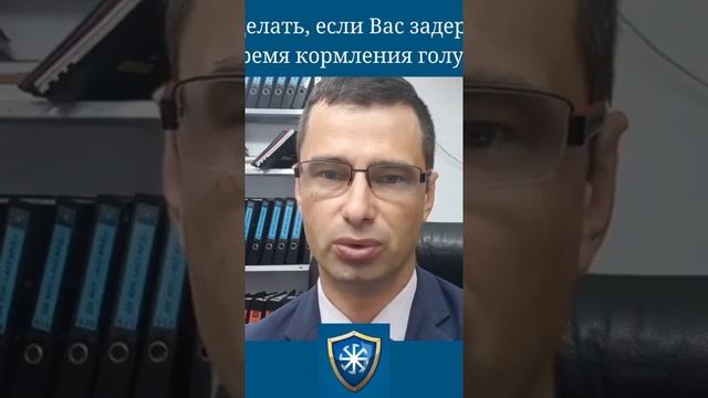 Инструкция по ,,кормлению голубей,, совет юриста смотреть онлайн