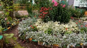 Мои любимые клумбы возле подъезда