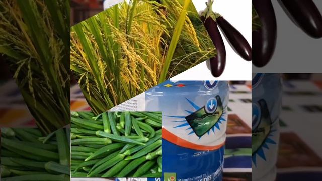 LETHAL SUPER 505 insecticide  CHLORPYRIPHOS 50  cypermethrin5 