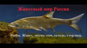 Рыбы. Жерех, окунь, сом, сельдь, стерлядь