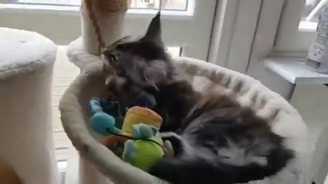 У нас появилась ещё одна дочка Мейн-кун Ева смотреть онлайн