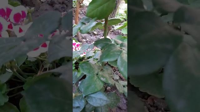 Роза Ностальжи(Nostalgia), Гаргона(La Gargonne)
