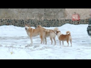 Собачья свадьба