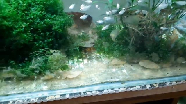 Ломариопсис на коряге смотреть онлайн