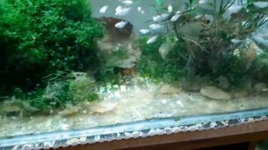 Ломариопсис на коряге