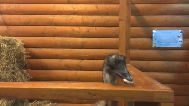 Как правильно кормить страусов. Dani style. смотреть онлайн