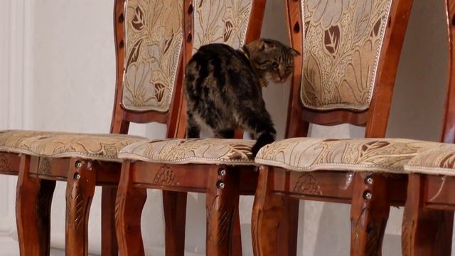 Вислоухий кот против чтобы дома были кролики смотреть онлайн