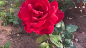 ЦВЕТЕНИЕ РОЗ 2023??. ШЕДЕВРЫ и ПСИХИИИ…❤️??♀️?