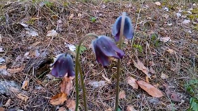 Энциклопедия цветов. Самые красивые цветы. смотреть онлайн