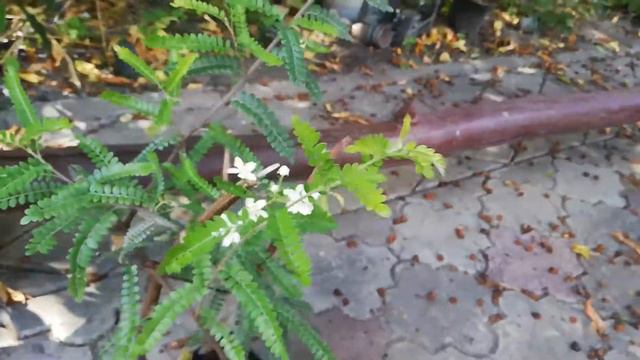 Osteomeles Anthyllidifolia.Лето 2020