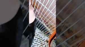 Как сделать сенник своими руками для морской свинки?