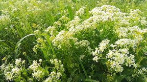 Степь да степь кругом...Relax/ЗВУКИ ПРИРОДЫ/✨🌺