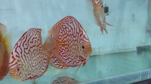 1. Рыба моей мечты. Получение. Распаковка. Адаптация.