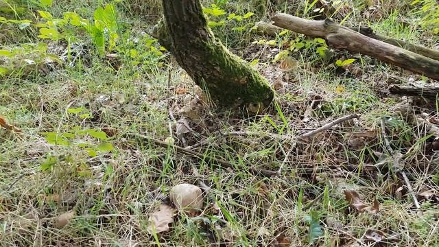 Große Tour in die Pilze - 07.09.17 - Niedersachen смотреть онлайн