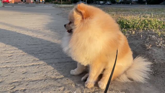 Померанец шпиц гуляет #funnyvideos #ukraine #популярное #выходные #выходные #померанскийщпиц