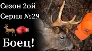 Охота с луком. Добыл бойца с обломанными рогами!