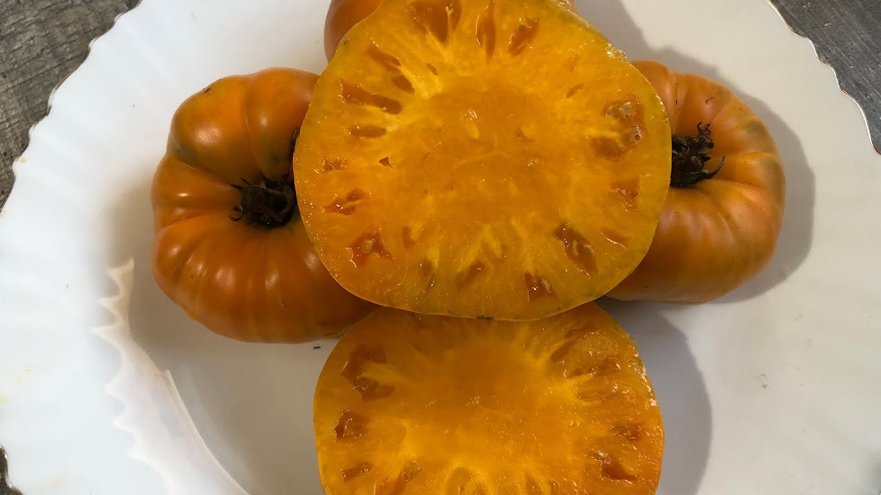 Томат Жёлтый Гигант Клода Брауна!