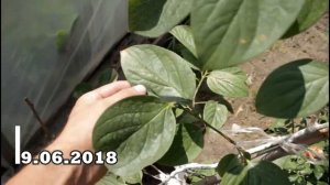 ОБЗОР ЗАВЯЗЕЙ МОЕЙ ХУРМЫ РОССИЯНКИ