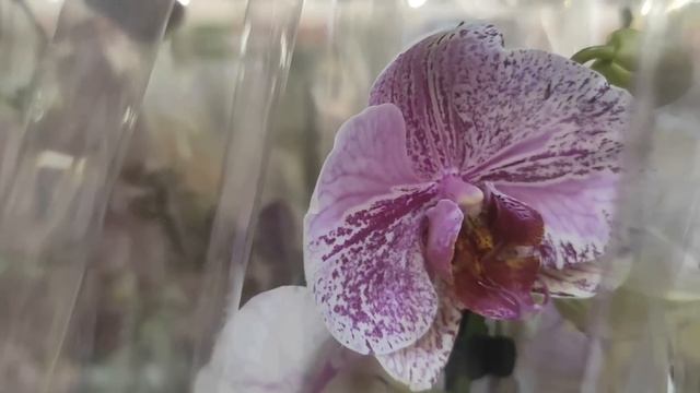 №795/ СВЕЖИЕ, роскошные ОРХИДЕИ к ДНЮ МАМЫ в ЛЕРУА МЕРЛЕН